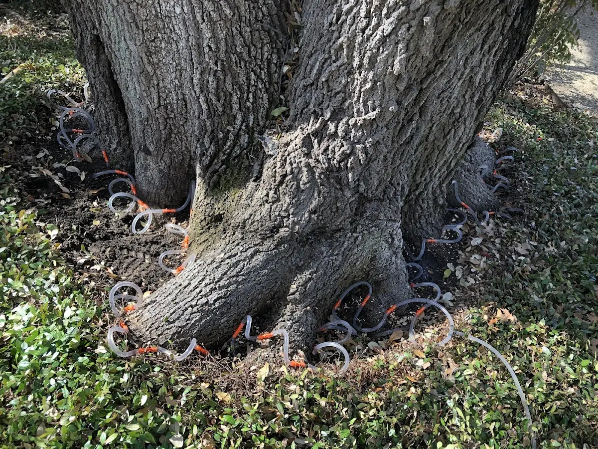 Detailed Tree Cabling and Bracing job site in West Burlington
