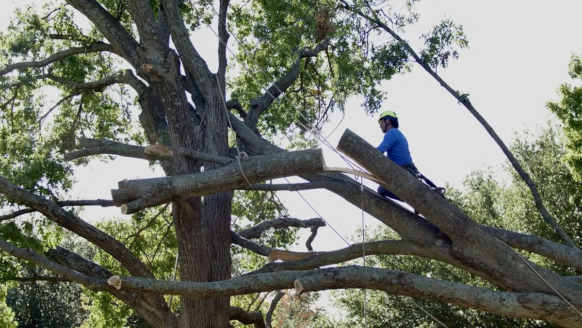 Professional Crown Thinning performed by certified arborists in West Burlington